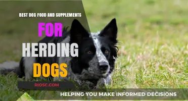 Nourishing the Herd: Top Dog Food and Supplements for Herding Breeds