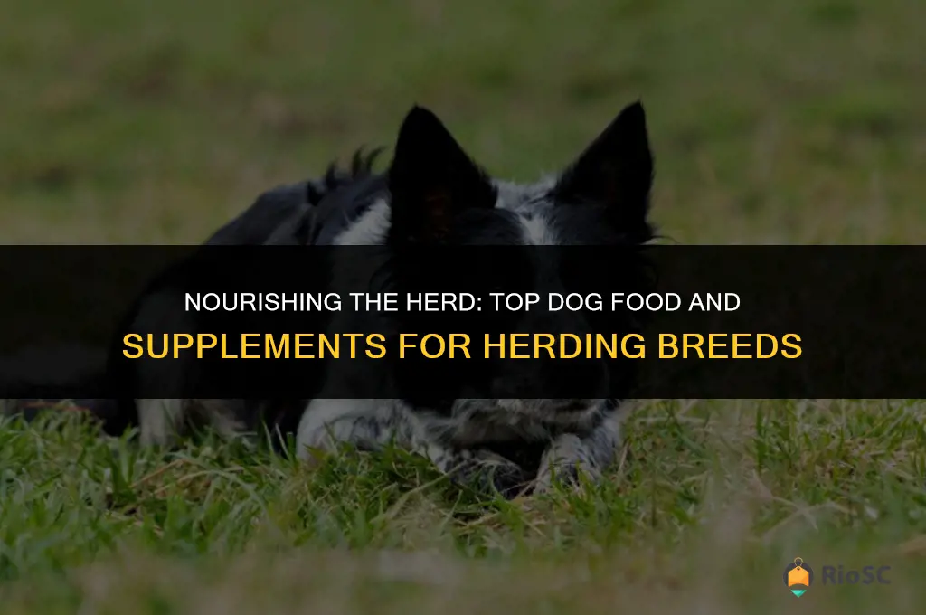 best dog food and supplements for herding dogs