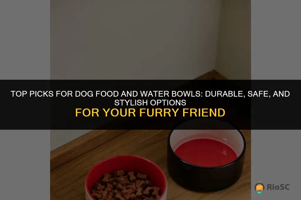 best dog food and water bowls