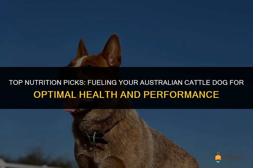 best dog food australian cattle dog