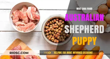 Nourishing Growth: Top Dog Food Picks for Australian Shepherd Puppies