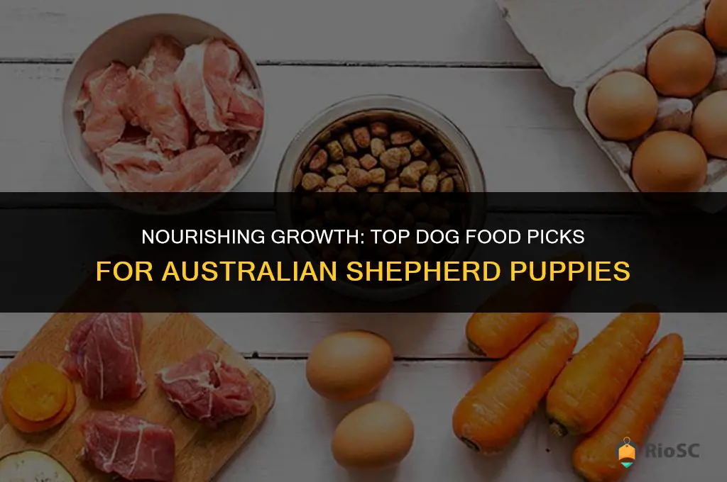 best dog food australian shepherd puppy