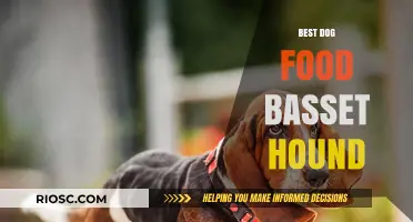 Top Nutrition Picks: The Best Dog Food for Your Basset Hound Companion