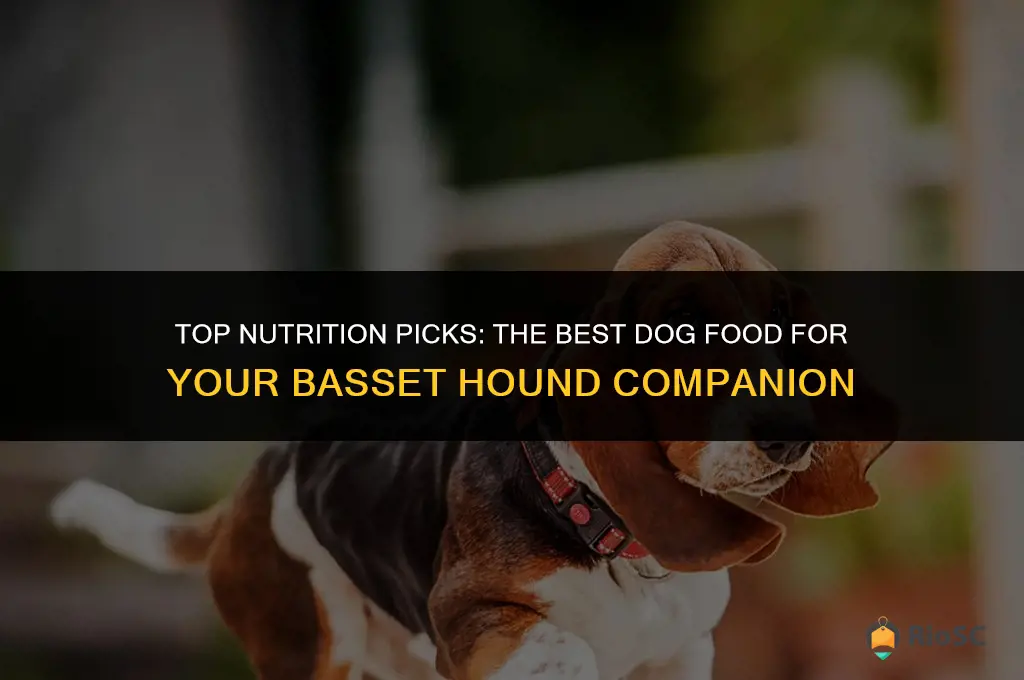 best dog food basset hound