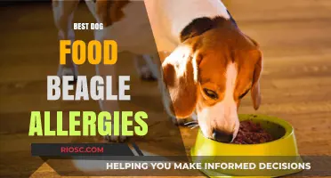 Top Picks for Beagle Allergy Diets: A Comprehensive Guide to the Best Dog Foods