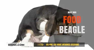 Top Nutrition Picks: The Best Dog Food for Your Beagle Buddy