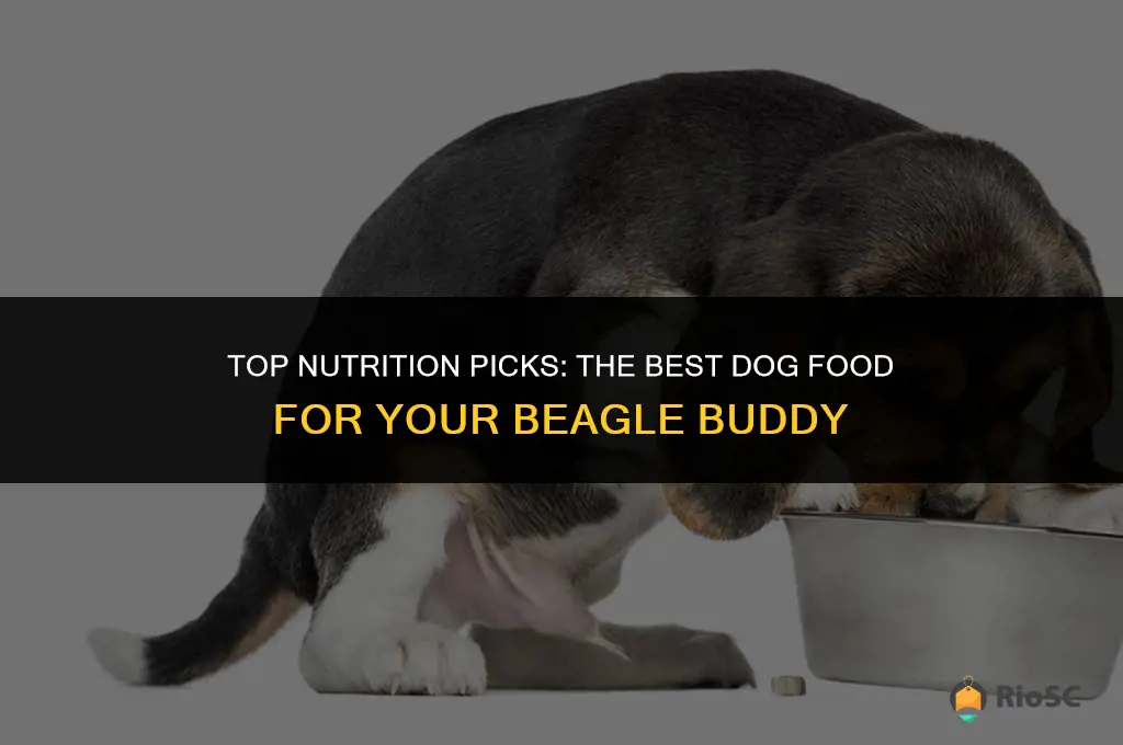 best dog food beagle