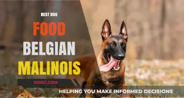 Top Nutrition Picks: Fueling Your Belgian Malinois for Optimal Health and Performance