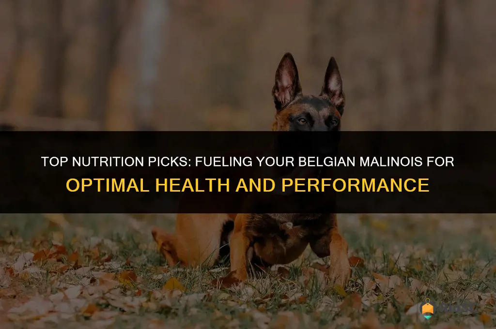 best dog food belgian malinois