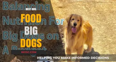 Top Nutrition Picks: Premium Dog Food Options for Your Big Furry Friend