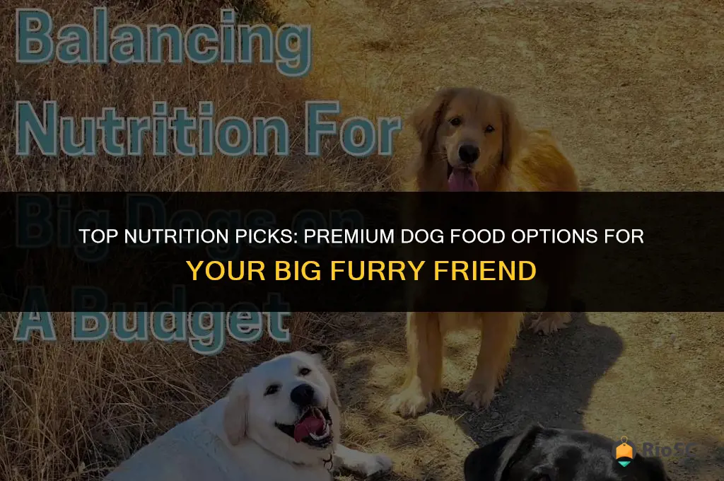 best dog food big dogs