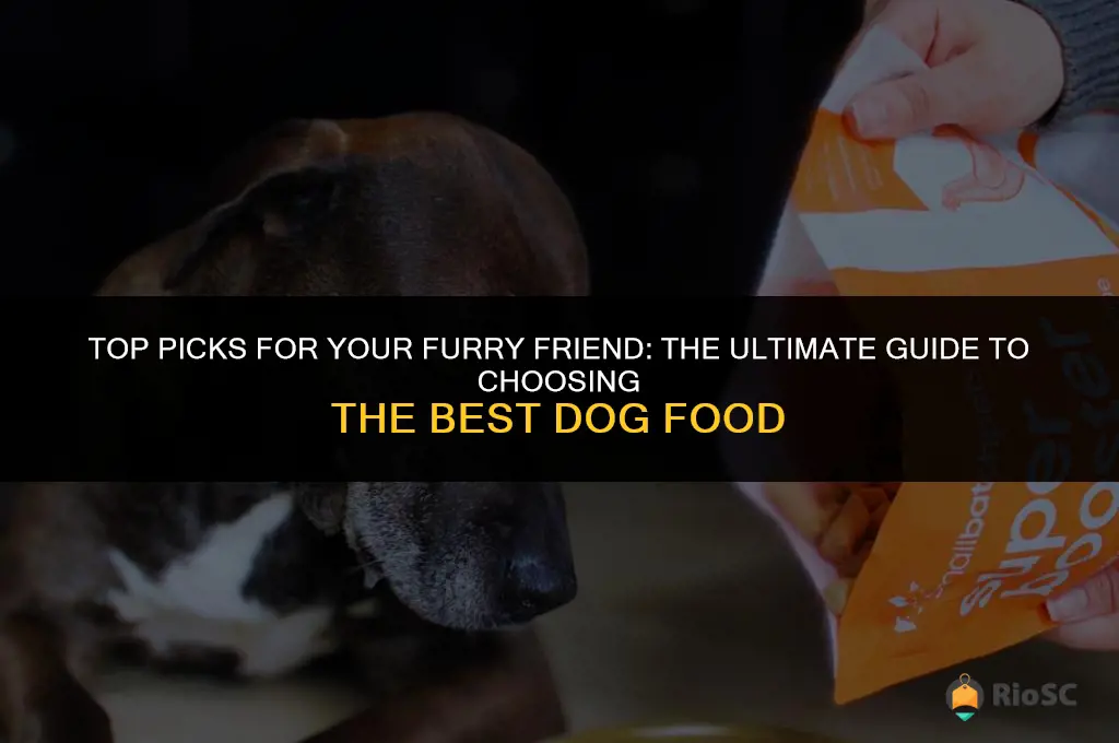 best dog food blog
