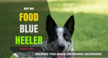 Top Nutrition Picks: Fueling Your Blue Heeler's Energy and Health
