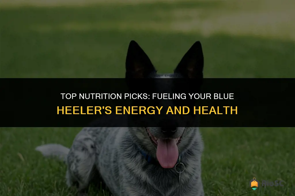 best dog food blue heeler