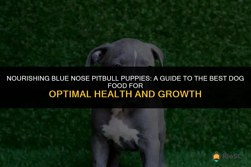 best dog food blue nose pitbull puppies