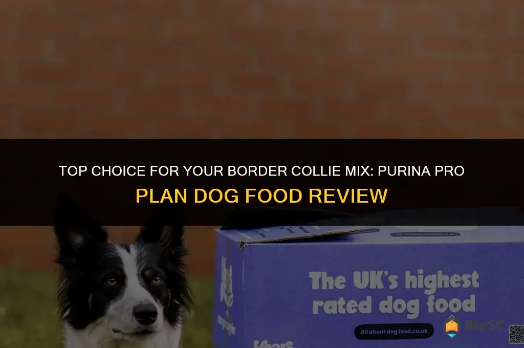 best dog food border collie mix purina pro plan
