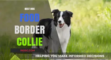 Top Nutrition Picks: Fueling Your Border Collie's Energy and Intelligence