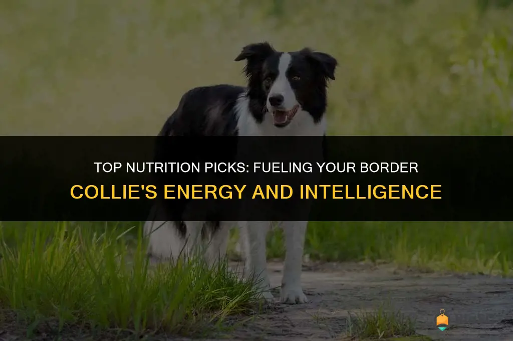 best dog food border collie