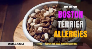 Top Picks for Hypoallergenic Dog Food: Boston Terrier Edition