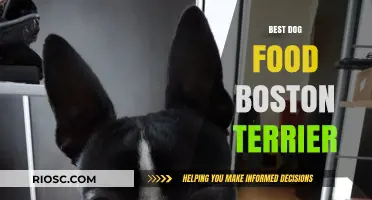 Nutrition for Your Boston Terrier: Top Dog Food Picks for Optimal Health