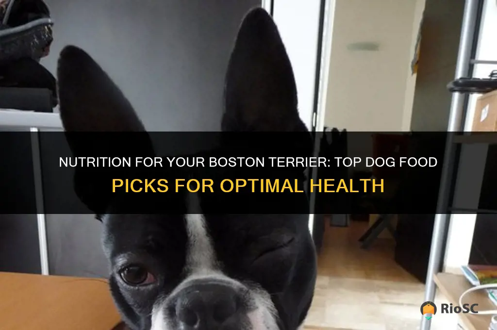 best dog food boston terrier