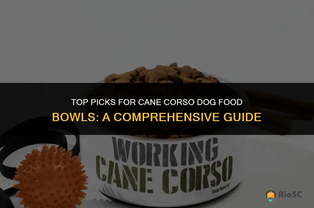 best dog food bowl for cane corsos