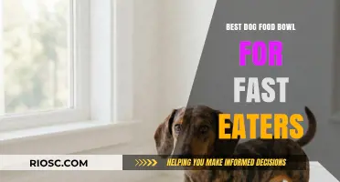 Quick Bites: The Ultimate Dog Food Bowl for Speedy Eaters