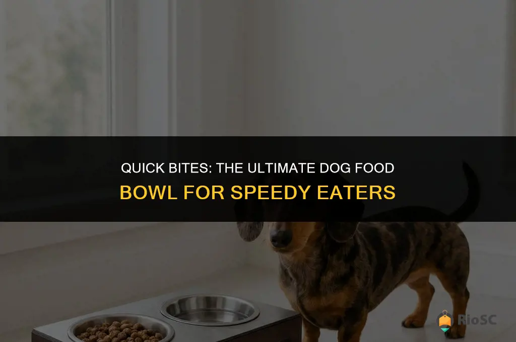 best dog food bowl for fast eaters
