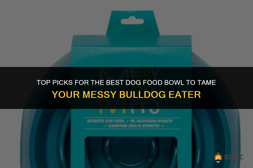 best dog food bowl for messy bulldog eaters