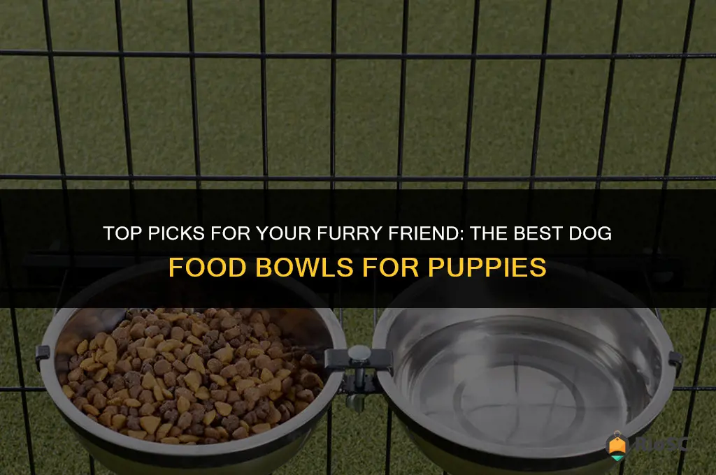 best dog food bowl puppy