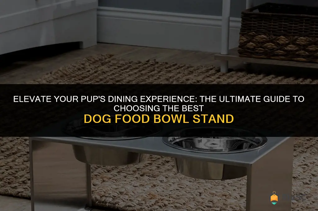 best dog food bowl stand