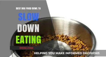 Top Picks for Dog Food Bowls to Encourage Slower Eating Habits