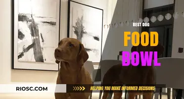 Top Picks for the Best Dog Food Bowl: Enhance Your Pet’s Mealtime Experience