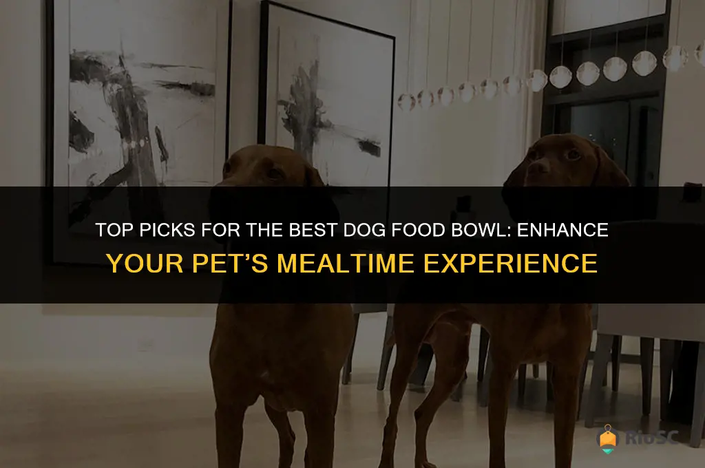 best dog food bowl