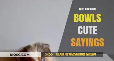 Paws & Reflect: Adorable Dog Food Bowls with Tail-Wagging Sayings