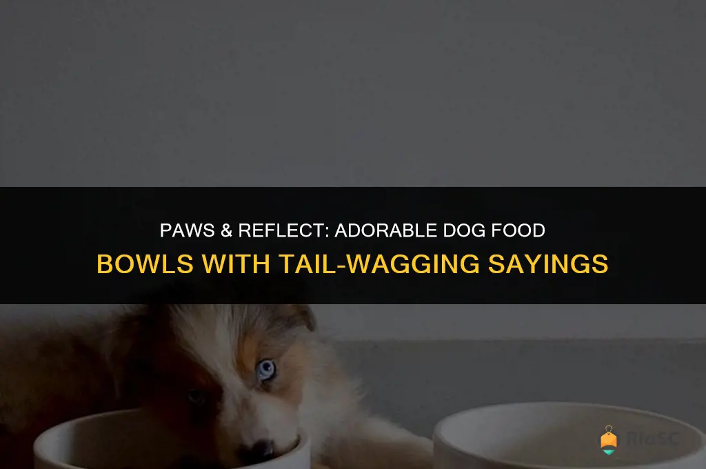 best dog food bowls cute sayings