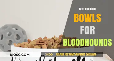 Top Picks: Durable and Stylish Dog Food Bowls for Bloodhounds
