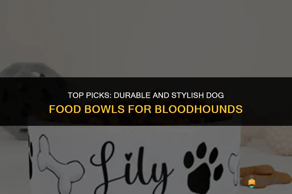 best dog food bowls for bloodhounds