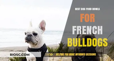 Top Picks for French Bulldogs: Stylish and Functional Dog Food Bowls