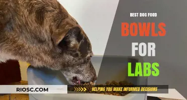 Top Picks for Your Lab: The Best Dog Food Bowls for Comfort and Durability