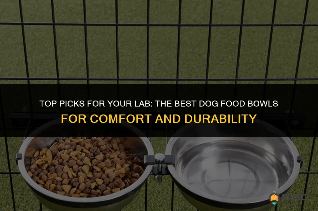 best dog food bowls for labs