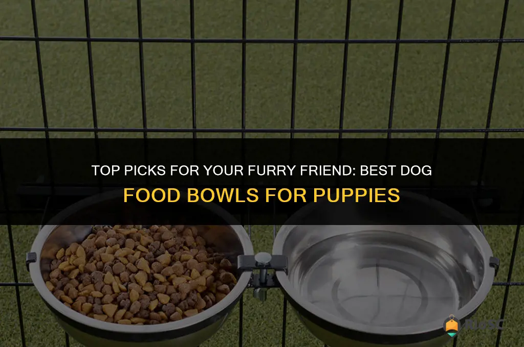 best dog food bowls for puppies