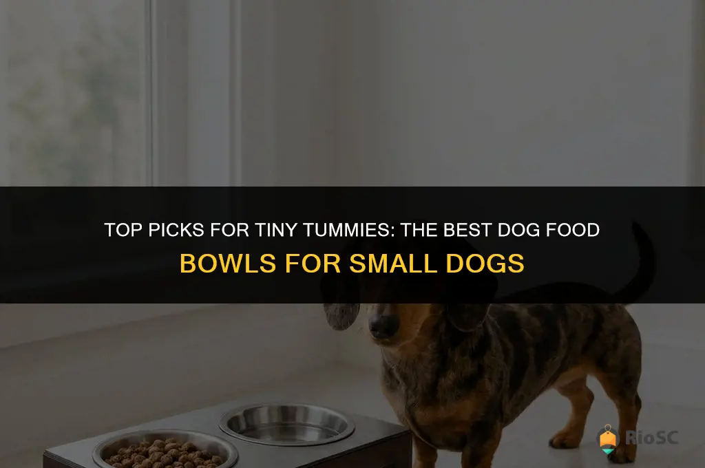 best dog food bowls for small dogs