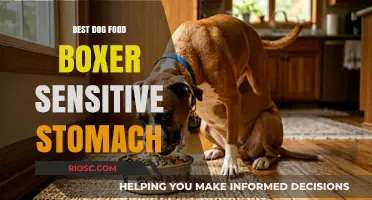 Top Picks for Boxer Dogs with Sensitive Stomachs: A Guide to the Best Dog Food Options