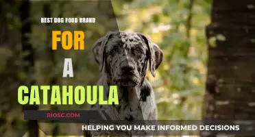 Top-Rated Dog Food Brands for Your Catahoula: A Comprehensive Guide