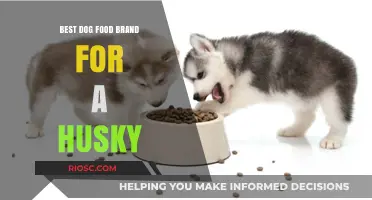 Top-Rated Dog Food Brands for Huskies: A Comprehensive Guide