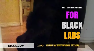 Top-Rated Dog Food Brands for Black Labs: A Comprehensive Guide
