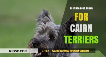 Top-Rated Dog Food Brands for Cairn Terriers: A Comprehensive Guide