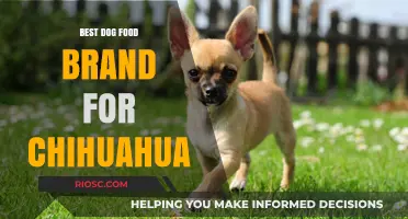 Top-Rated Dog Food Brands for Chihuahuas: A Comprehensive Guide