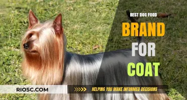 Top-Rated Dog Food Brands for a Healthy, Shiny Coat